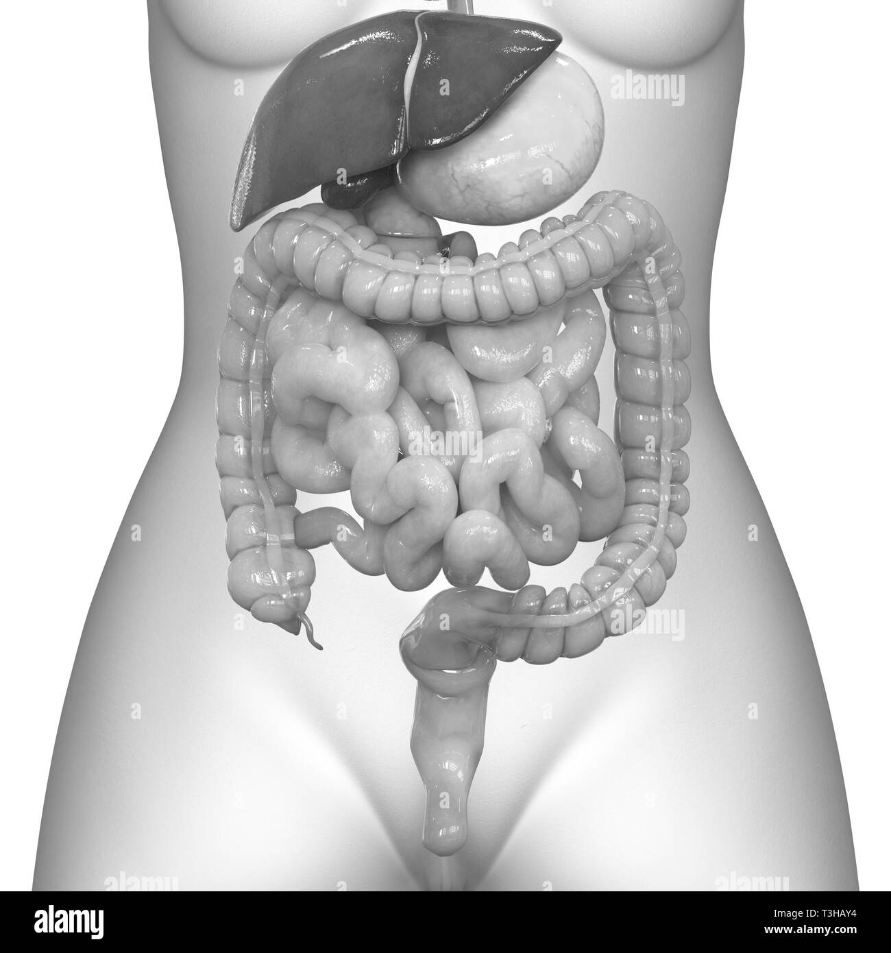 Apparato Digestivo umano anatomia Foto Stock