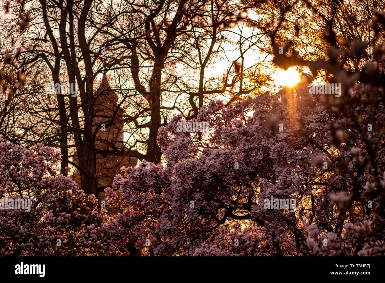 Bella magnolie al tramonto con una chiesa in background. Primavera la natura e alberi in fiore. Foto Stock