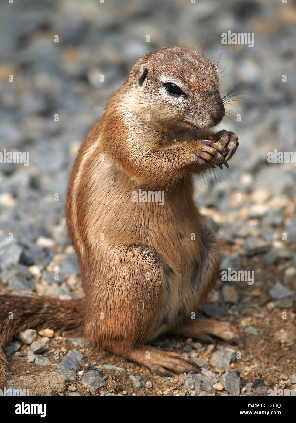 Ritratto di earting cape polv scoiattolo (xerus inauris) Foto Stock