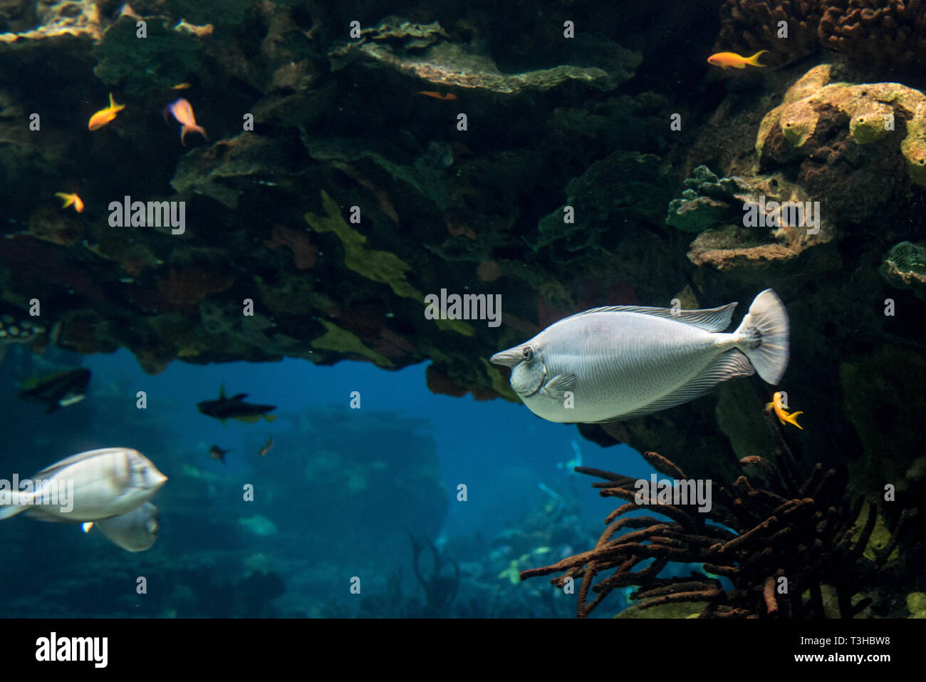 Unicorn chirurgo pesce nuota in habitat ricostruiti, acquario di Lisbona Foto Stock