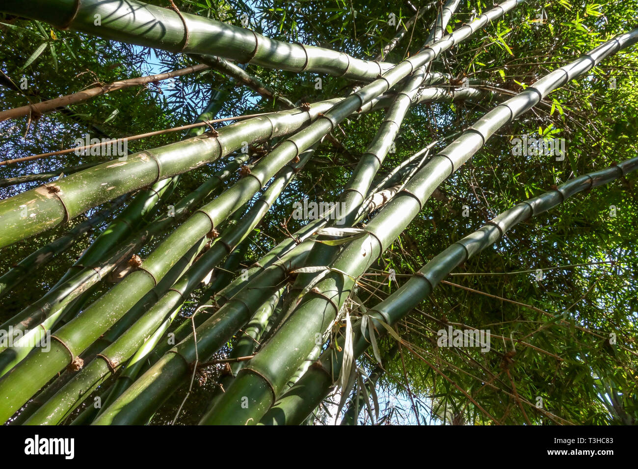 Bambù gigante Dendrocalamus giganteus Foto Stock