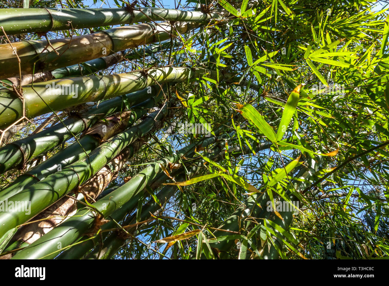 Bambù gigante Dendrocalamus giganteus Bambù pianta Foto Stock