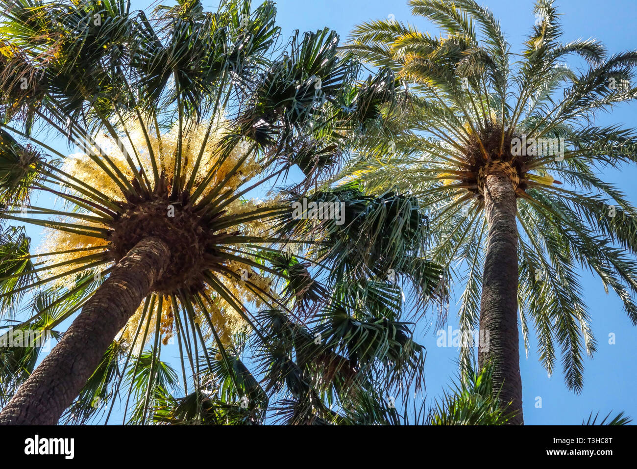 Palma cavolfiore Livistona australis in fiore Foto Stock