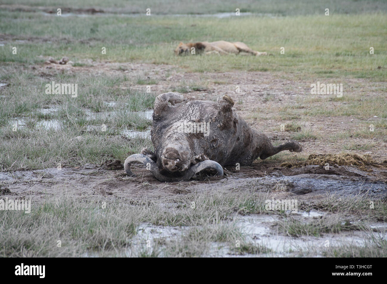 La carcassa di un bufalo africano (Syncerus caffer) ucciso da un singolo maschio (lion Panthera leo), chi è addormentato dietro. Foto Stock