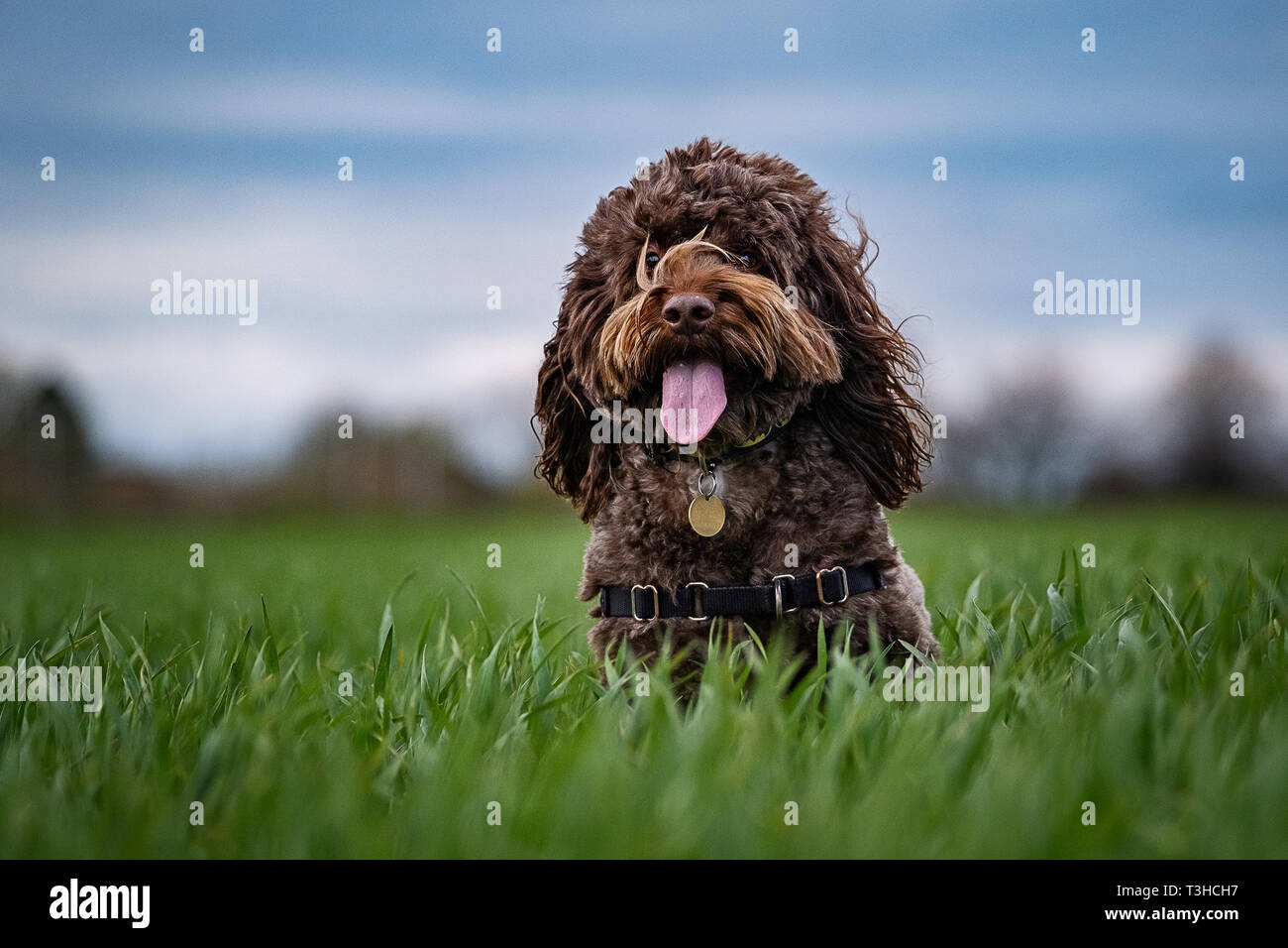 Lavorando Gundogs Springer Épagneuls e Speocker Foto Stock