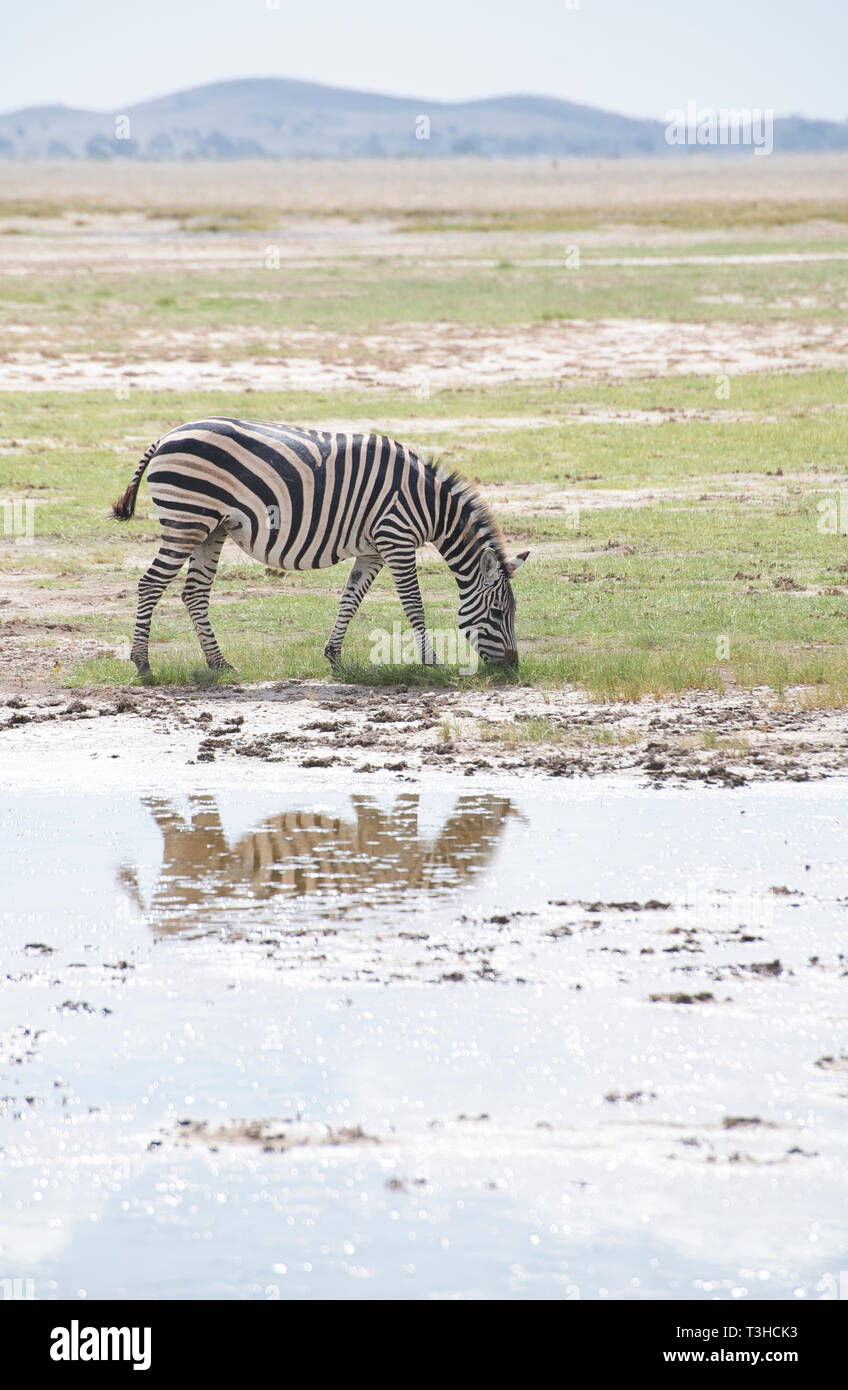 Le pianure o comuni o zebra (Equus quagga) dal bordo di un foro di irrigazione, Amboseli National Park, Kenya Foto Stock