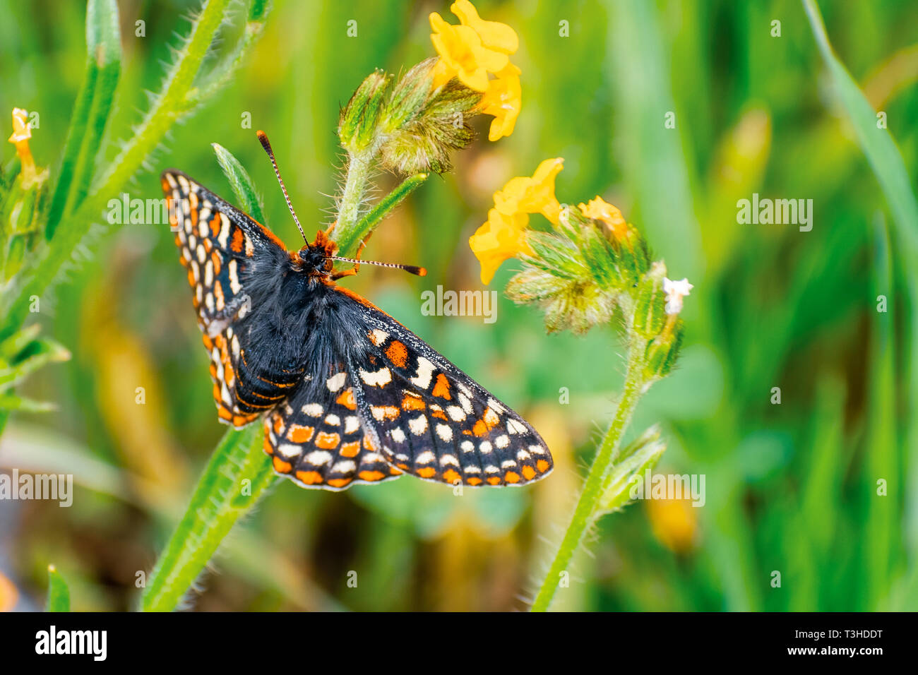 Chiudere fino alla Baia Checkerspot butterfly (Euphydryas editha bayensis) ; classificato come un federalmente specie minacciate, South San Francisco Bay Area, San J Foto Stock