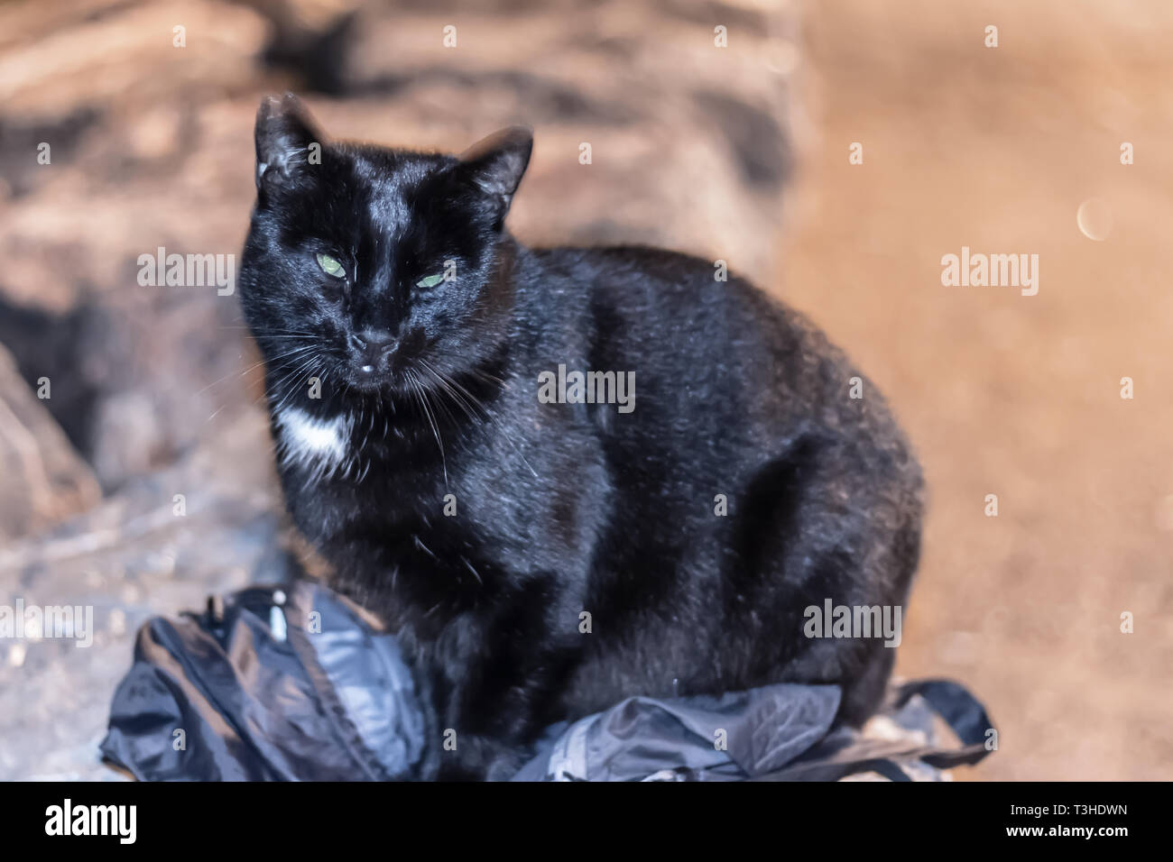 Una strana guardando cat seduto sul mio sacco e guardando la mia fotocamera. foto ha preso a Izmir/Turchia. Foto Stock