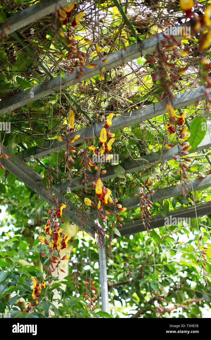 Thunbergia mysorensis a Shinjuku Gyoen National Garden a Tokyo in Giappone. Foto Stock