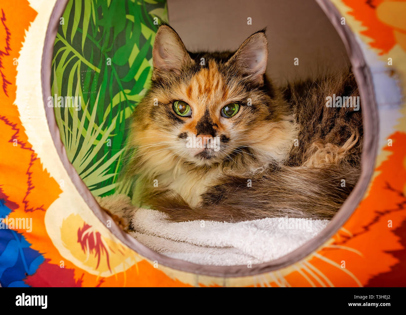 Giglio, un 18-anno-vecchio tartaruga a pelo lungo il gatto domestico, stabilisce in un cubo di gatto, 3 aprile 2019, in Coden, Alabama. Foto Stock