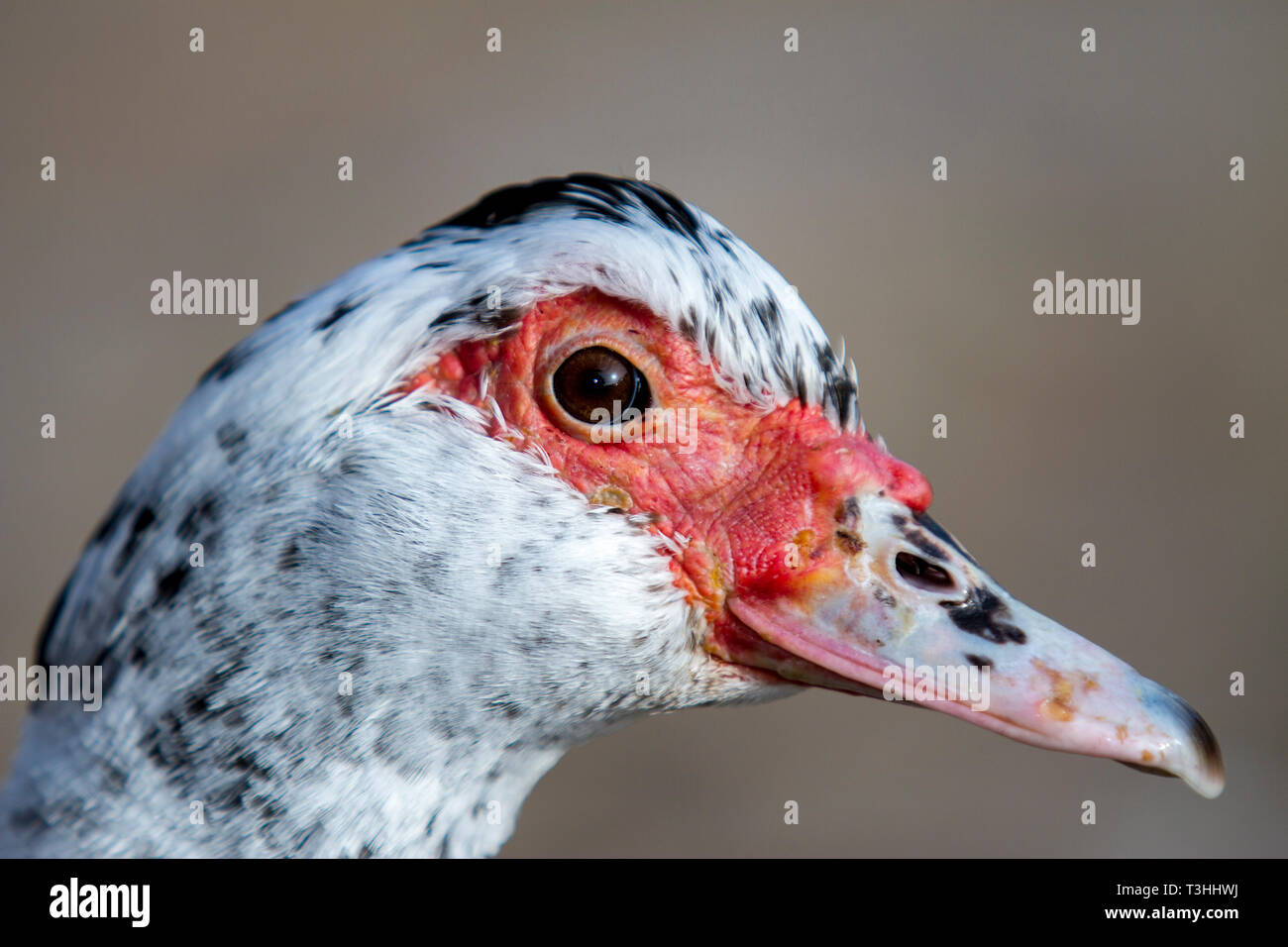 Ritratto di un anatra, anatra reale faccia Red Nose duck Foto Stock