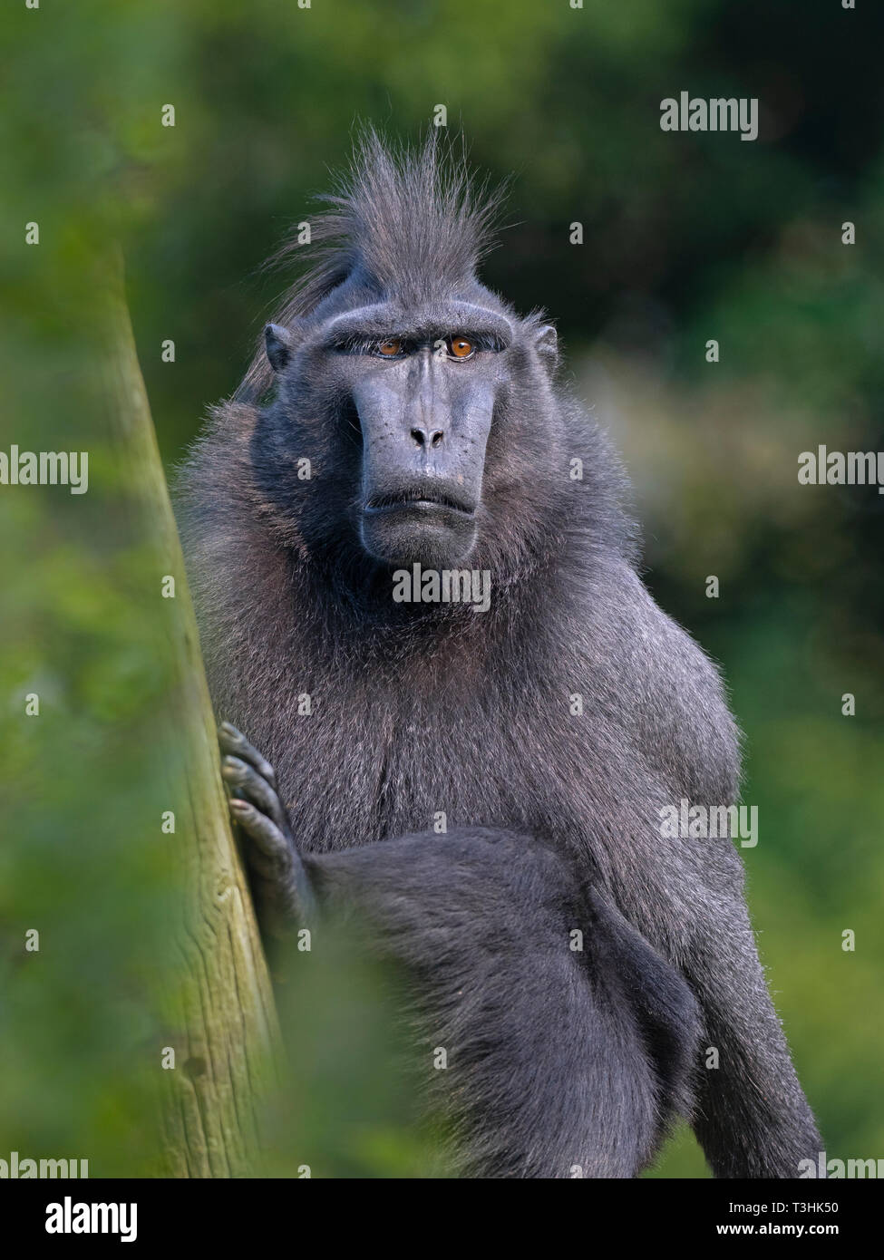 Celebes crested macaque Macaca nigra noto anche come crested macaco nero, Sulawesi crested macaco o il black ape Foto Stock