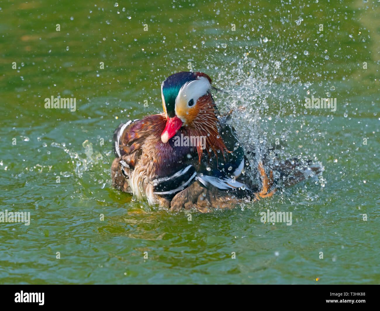 Ritratto di un maschio di Anatra di mandarino Axi sponsa la balneazione Foto Stock