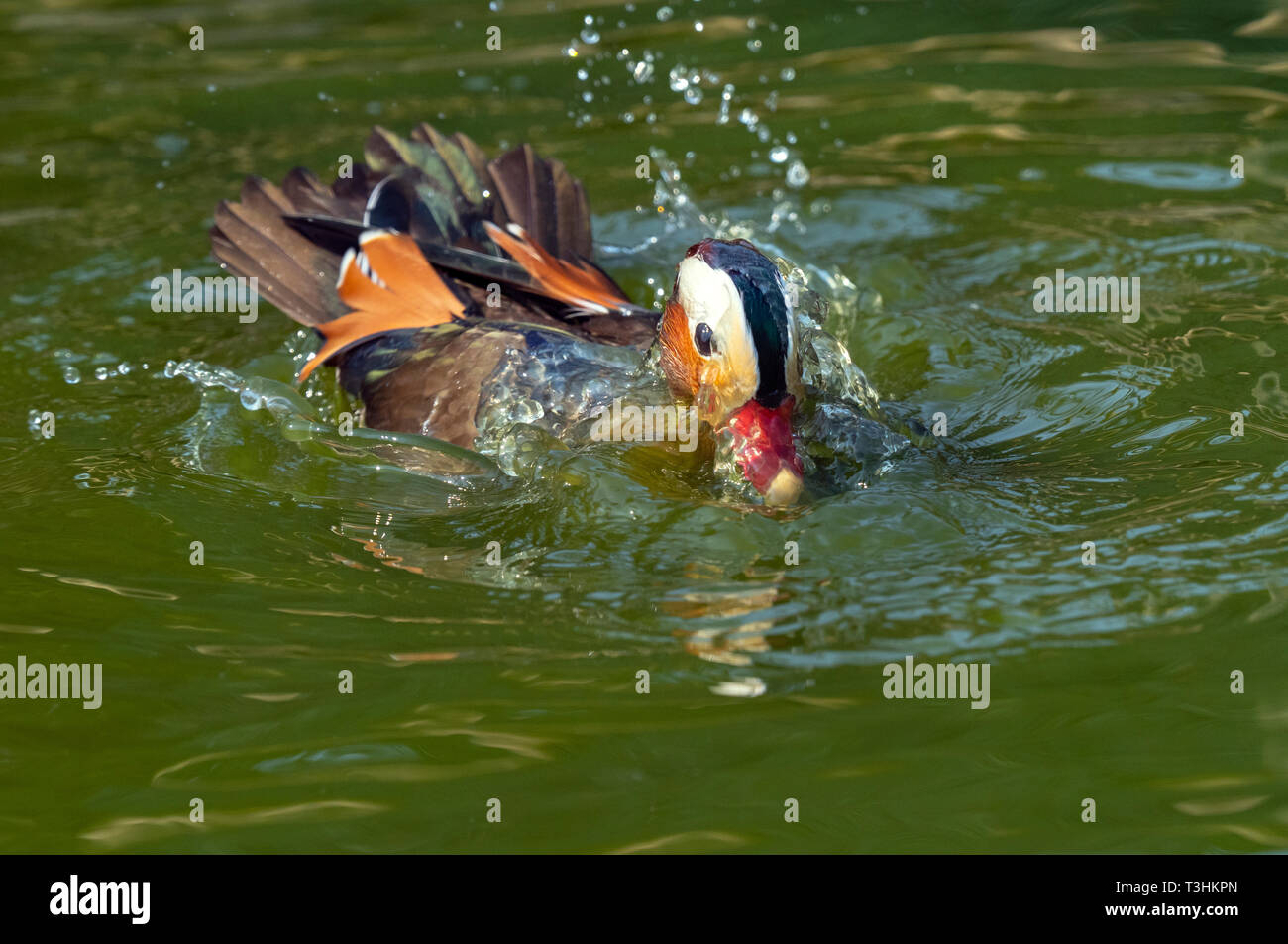 Ritratto di un maschio di Anatra di mandarino Axi sponsa la balneazione Foto Stock