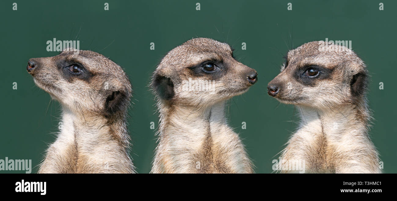 Meerkats o suricate Suricata suricatta montage Foto Stock