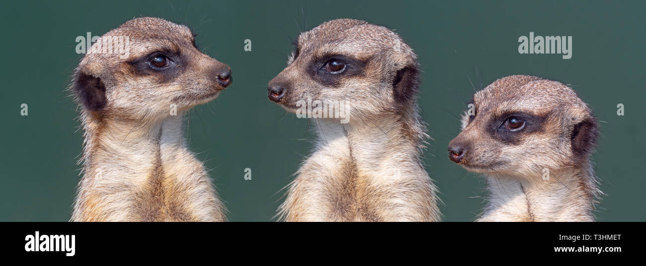 Meerkats o suricate Suricata suricatta montage Foto Stock