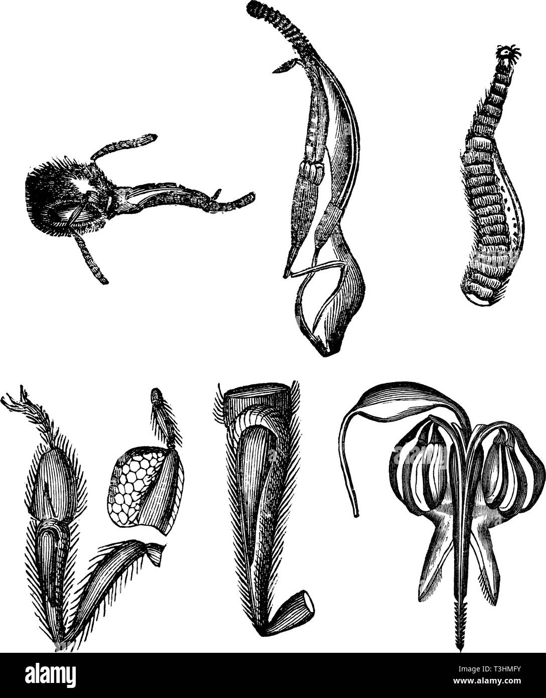 Antico disegno vettoriale o incisione di grunge vintage illustrazione di bee anatomia parti del corpo.illustrazione dal libro Neuester Illustrierter Bienenfreund, stampato in Leipzig, Germania 1852. Illustrazione Vettoriale