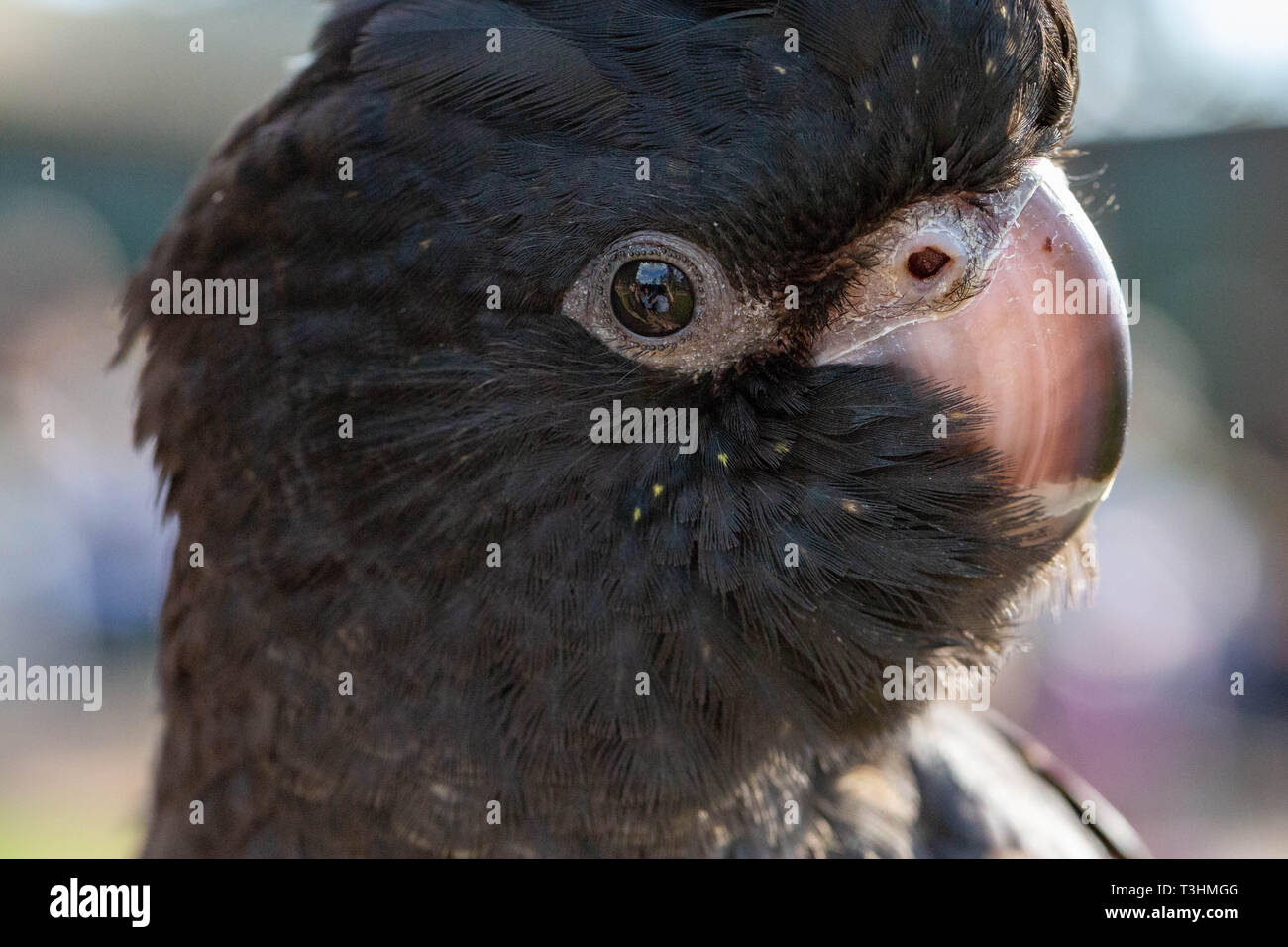 Ritratto di un molto rare e in pericolo di estinzione baby red-tailed black cockatoo Foto Stock