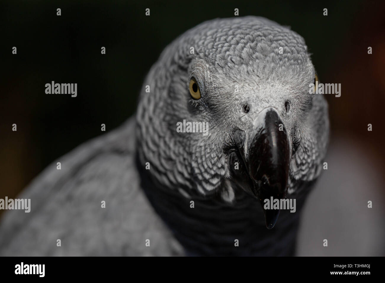 Ritratto di una rara e minacciata grigio africano. Foto Stock