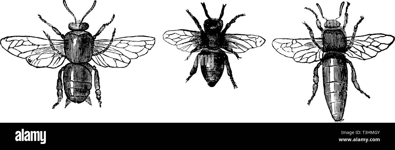 Antico disegno vettoriale o incisione di grunge vintage illustrazione di confronto di miele delle api o honeybee drone, il lavoratore e la regina.Dal libro Neuester Illustrierter Bienenfreund, stampato in Leipzig, Germania 1852. Illustrazione Vettoriale