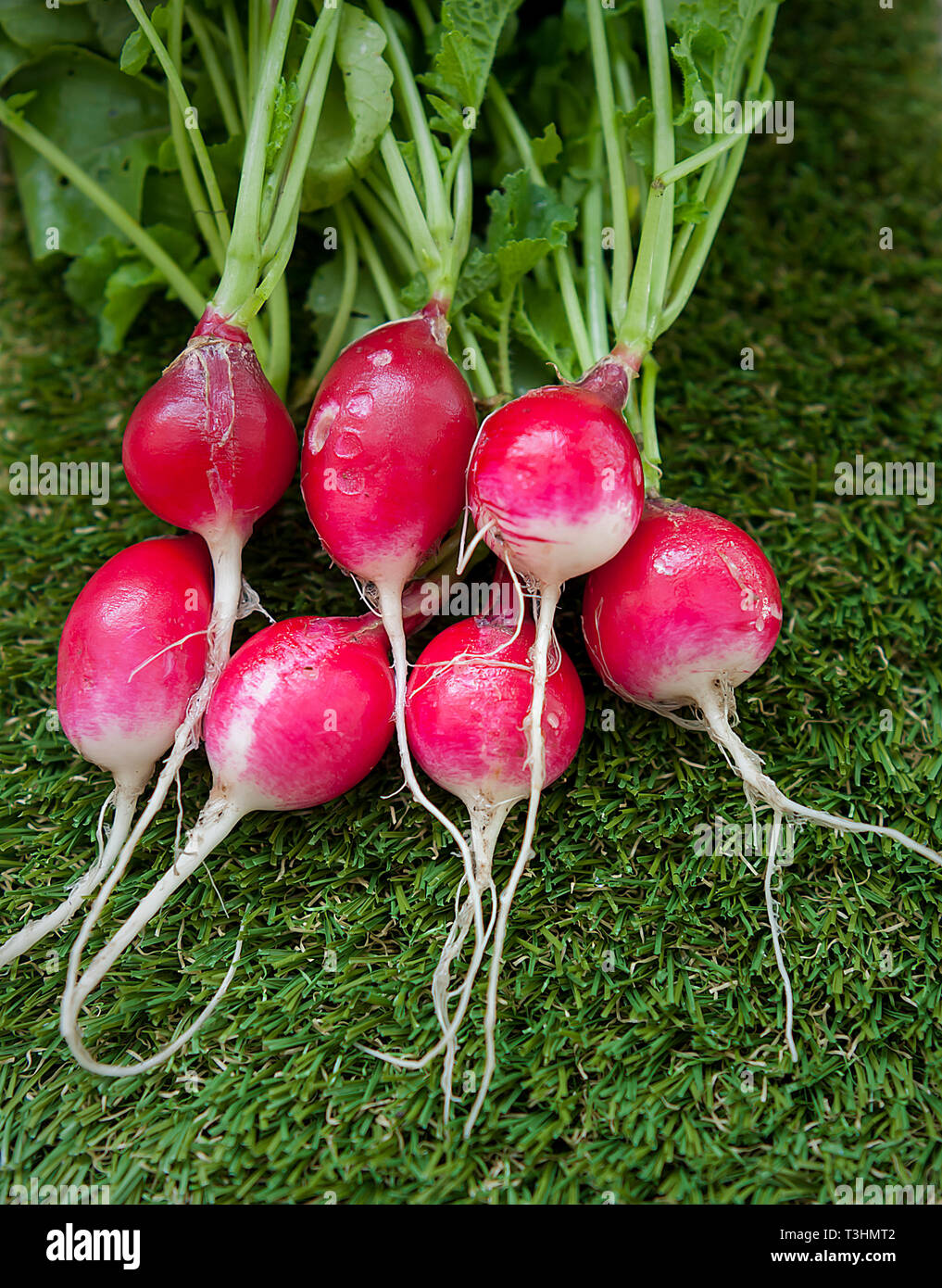 Il Ravanello di basso indice glicemico cibo Foto Stock