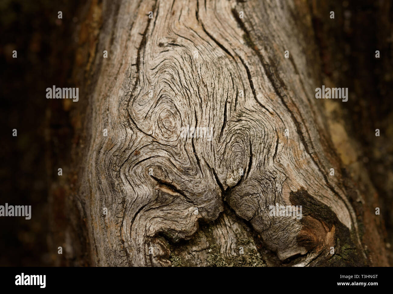 Un modello di legno di una radice. brown toni scuri Foto Stock