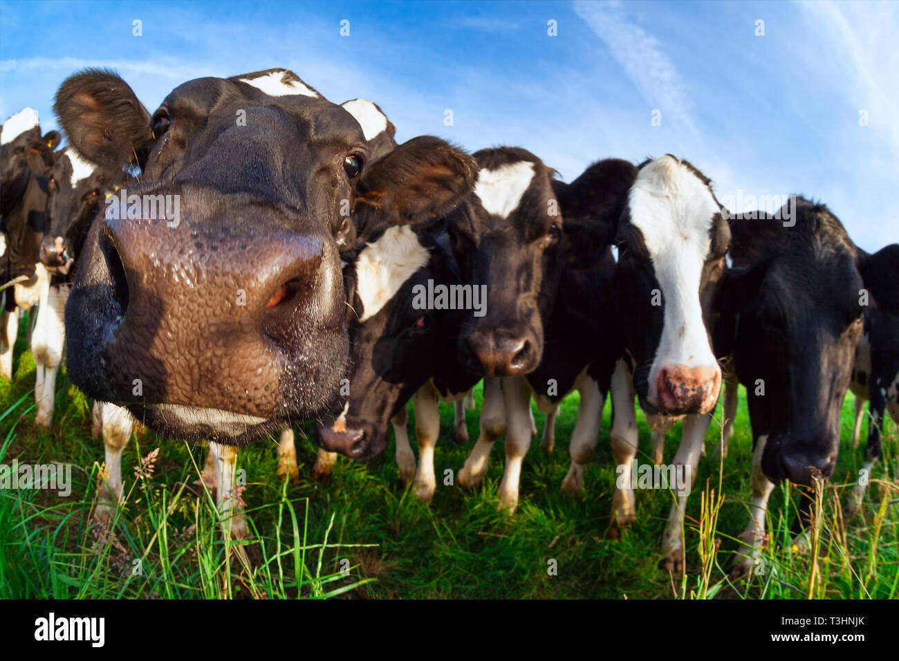 Funny cow naso close up outdoos in estate Foto Stock