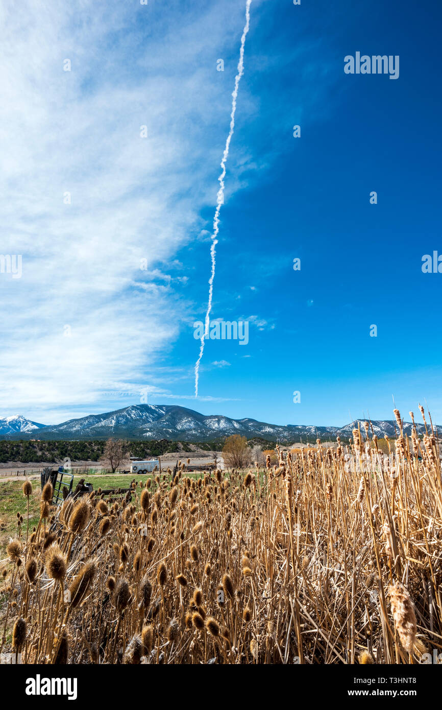 Cattails lungo il sud Arkansas River; Vandaveer Ranch; Salida; Colorado; USA Foto Stock