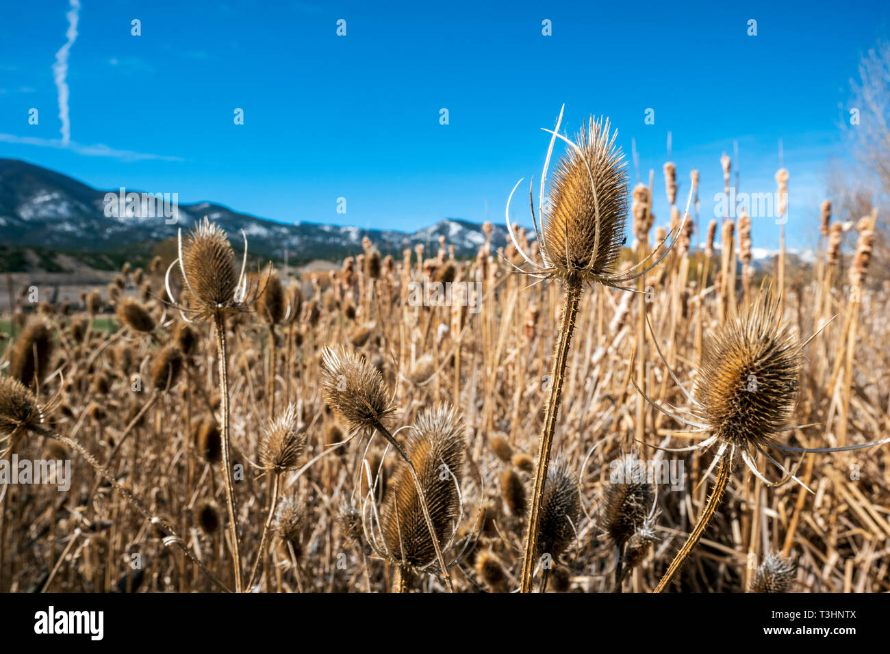 Cattails lungo il sud Arkansas River; Vandaveer Ranch; Salida; Colorado; USA Foto Stock