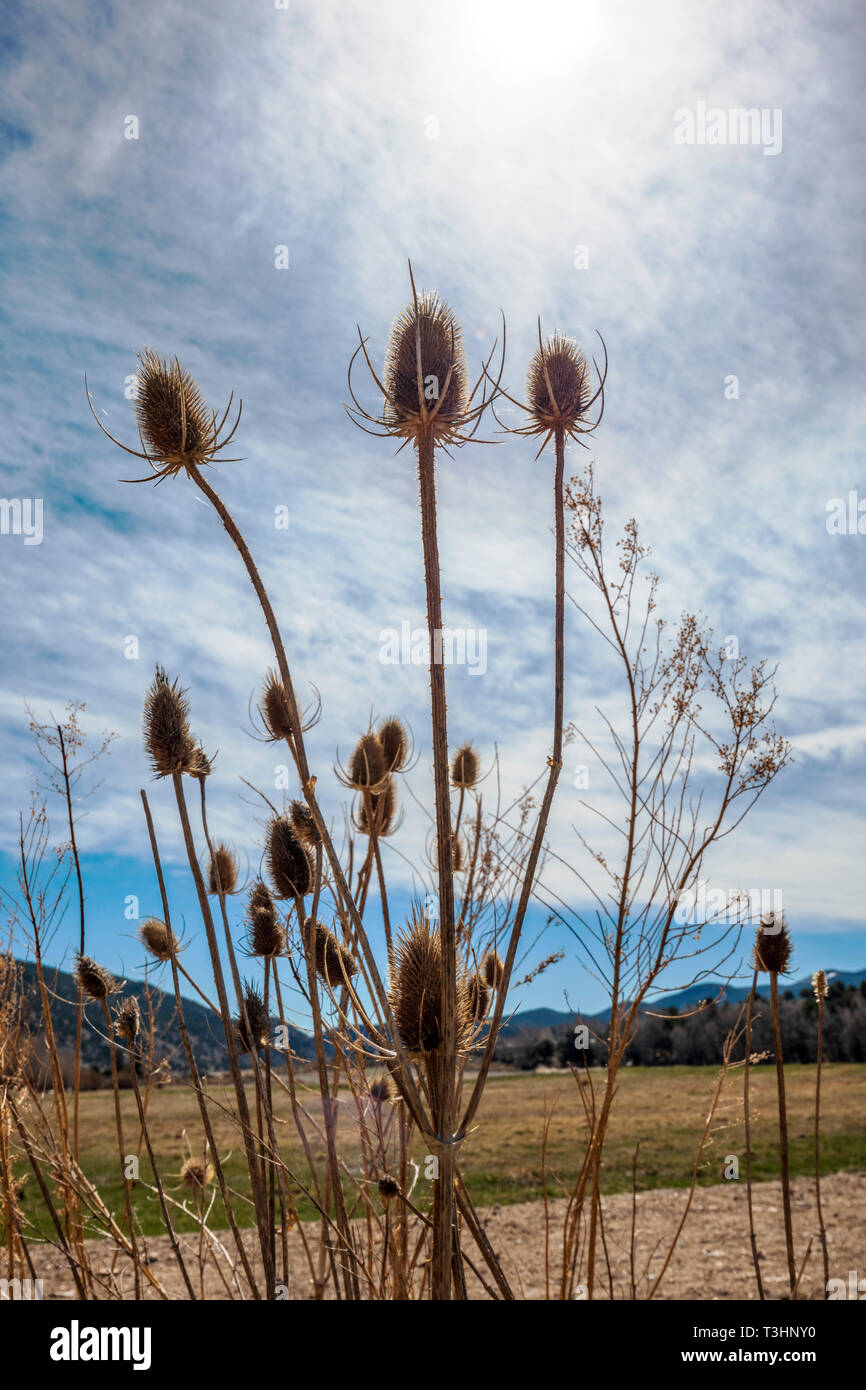 Cattails lungo il sud Arkansas River; Vandaveer Ranch; Salida; Colorado; USA Foto Stock