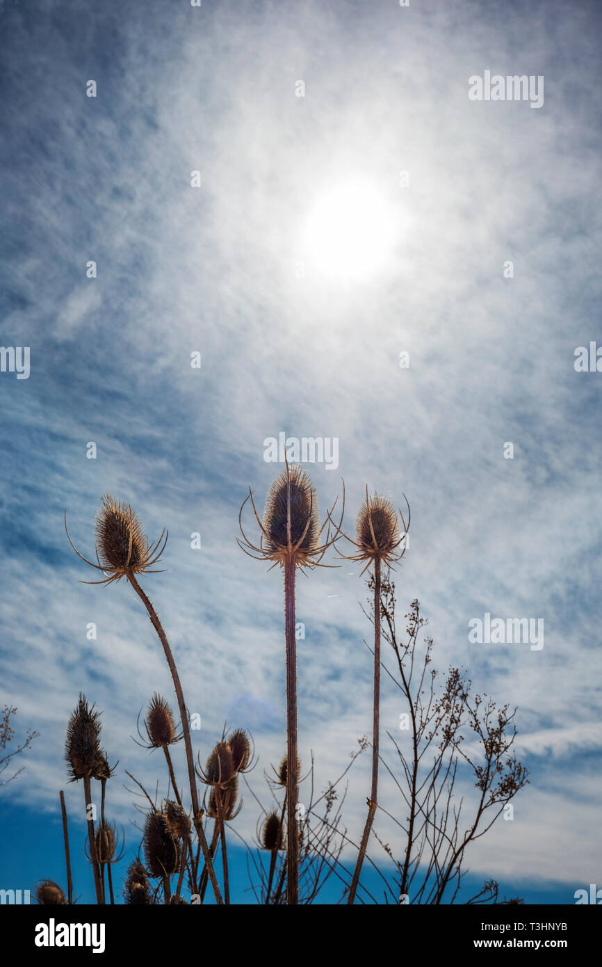 Cattails lungo il sud Arkansas River; Vandaveer Ranch; Salida; Colorado; USA Foto Stock