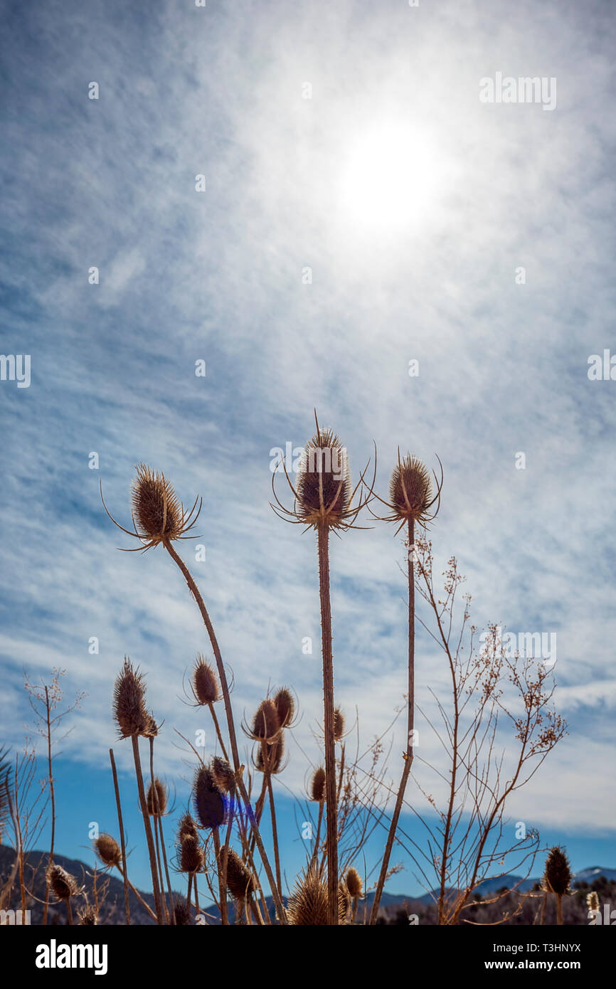 Cattails lungo il sud Arkansas River; Vandaveer Ranch; Salida; Colorado; USA Foto Stock