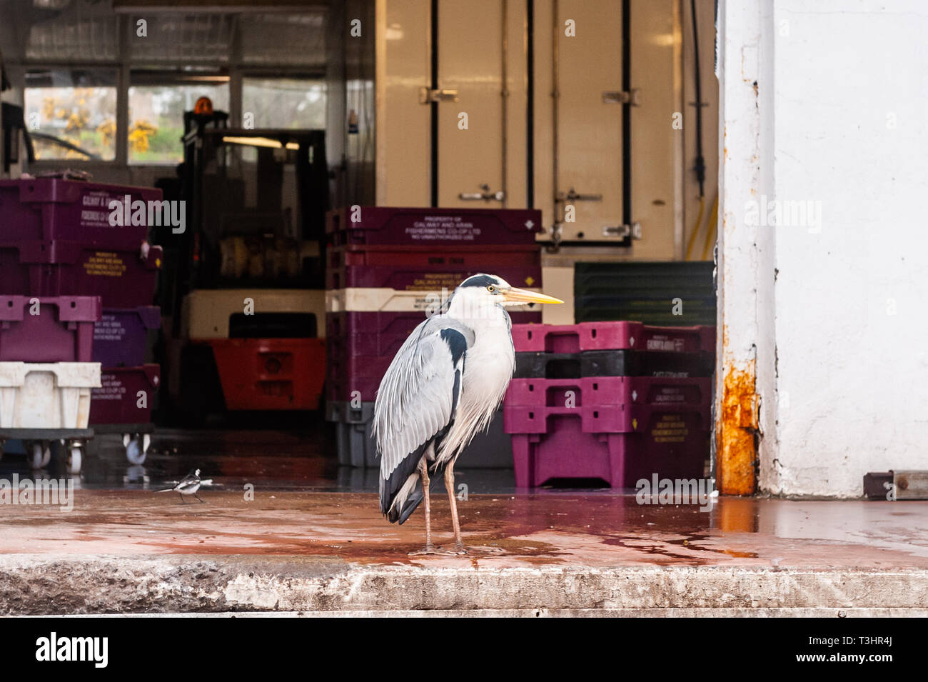 Airone cinerino (Ardea cinerea) attende per un pasto presso la fabbrica di pesce in Schull, West Cork, Irlanda. Foto Stock