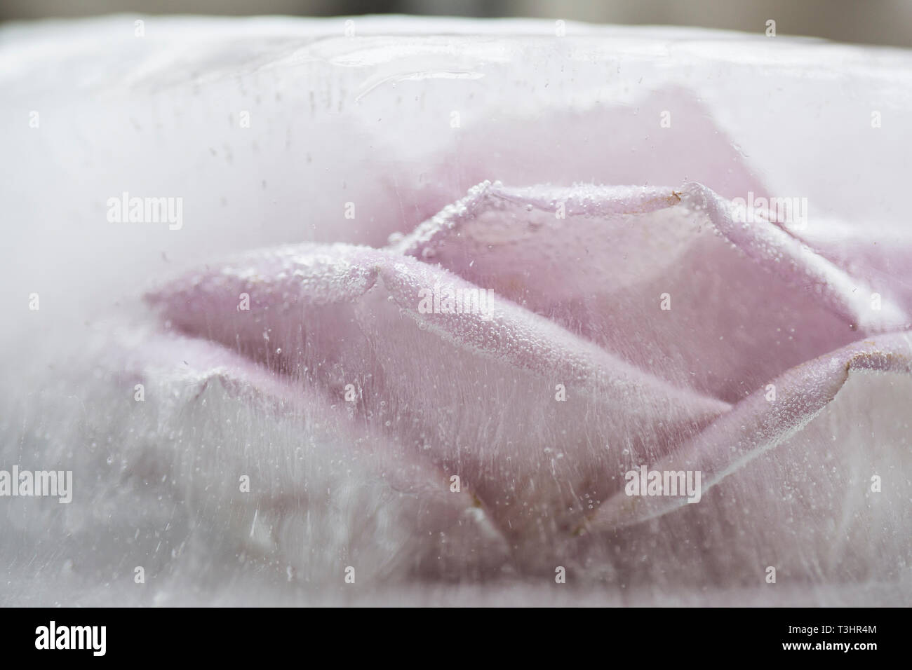 Dusky rosa rosa congelate in ghiaccio trasparente, con bolle di aria intorno i petali Foto Stock