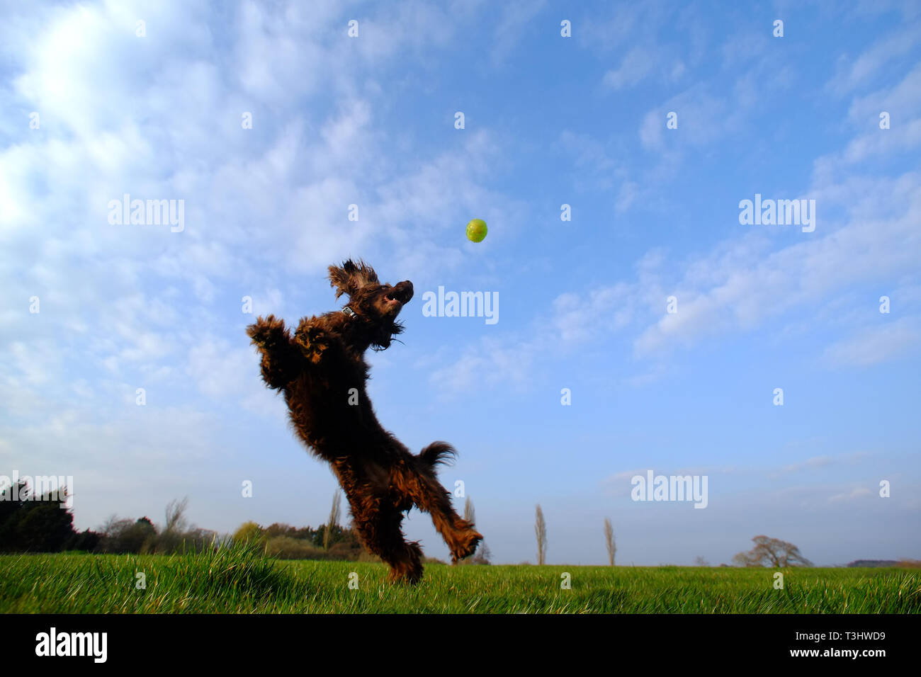 Brown cocker spaniel salto per una sfera. Foto Stock