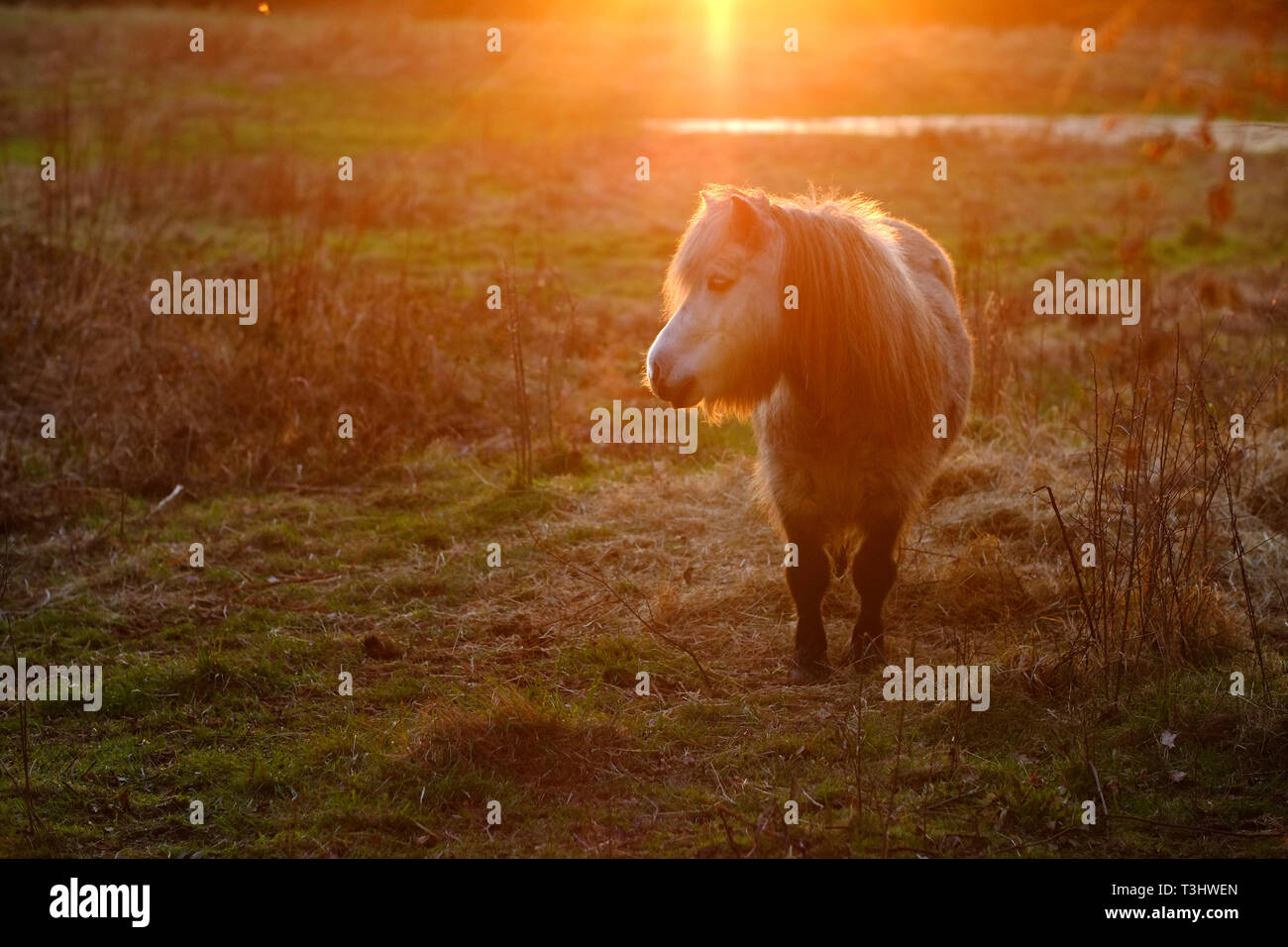Immagine atmosferica di un pony bianco in un campo al tramonto Foto Stock