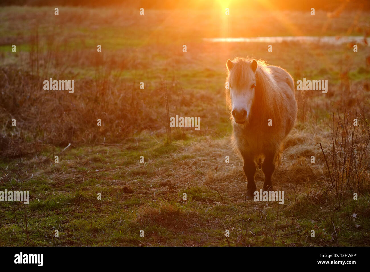 Immagine atmosferica di un pony bianco in un campo al tramonto Foto Stock