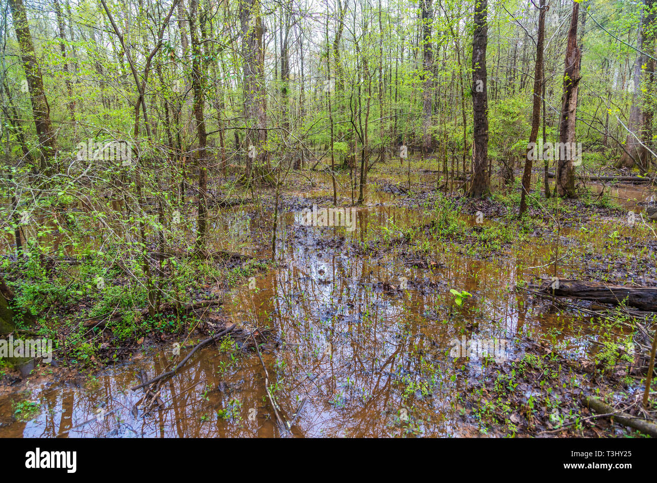 Inondati di pianure in foresta Foto Stock