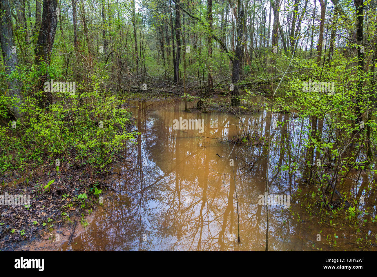 Flusso allagati in foresta Foto Stock