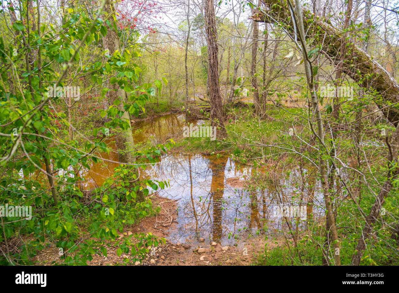 Inondati nelle zone umide della foresta Foto Stock