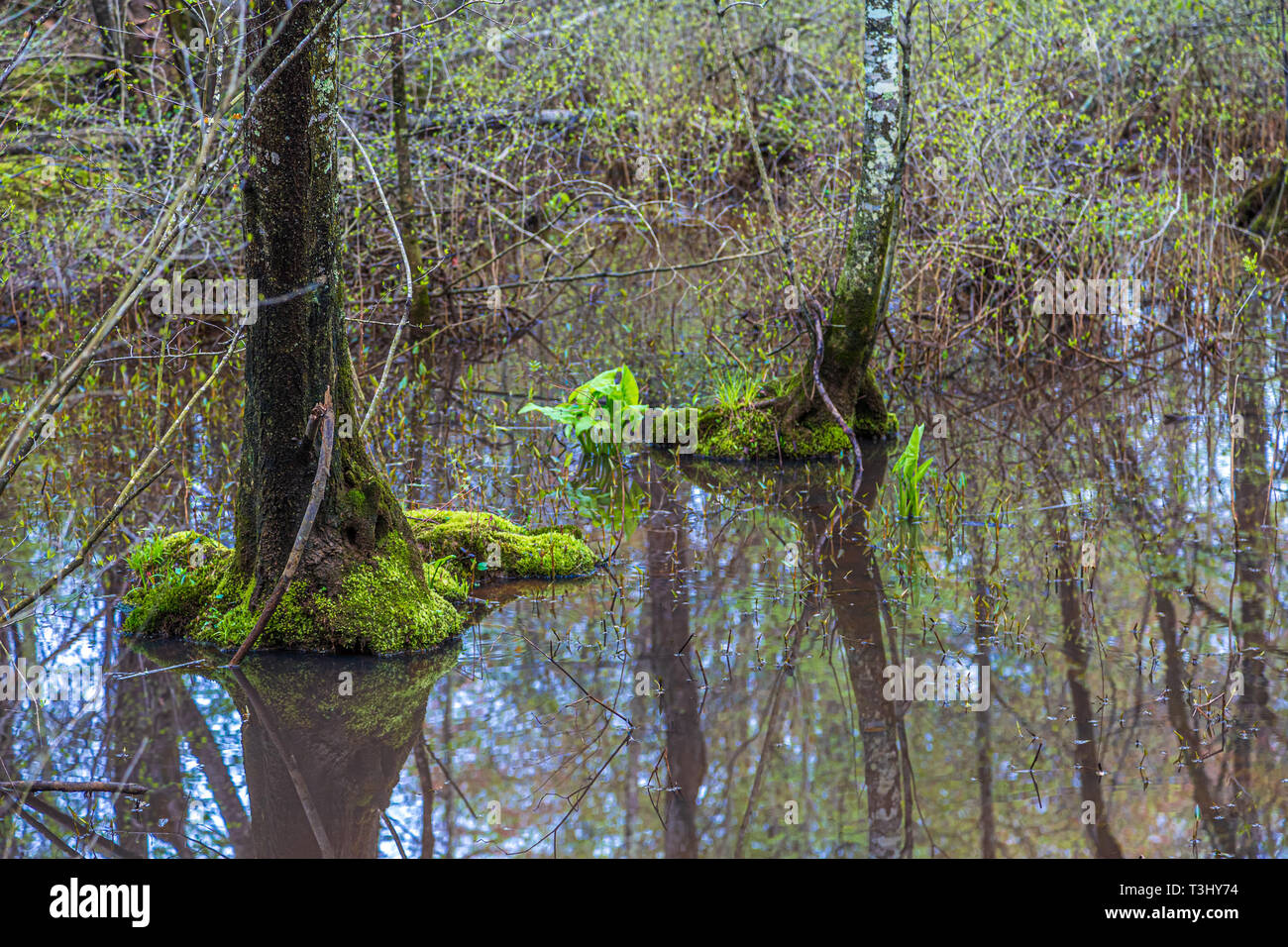 Alberi che crescono in zone umide inondate Foto Stock