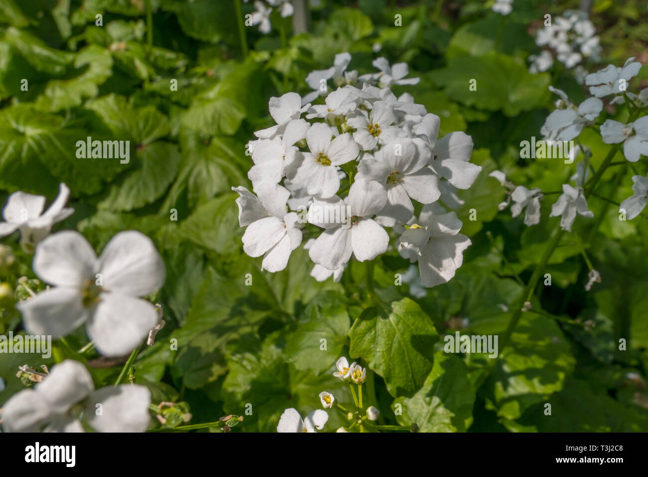 Fiori bianchi di Pachyphragma / Brassicaceae Foto Stock