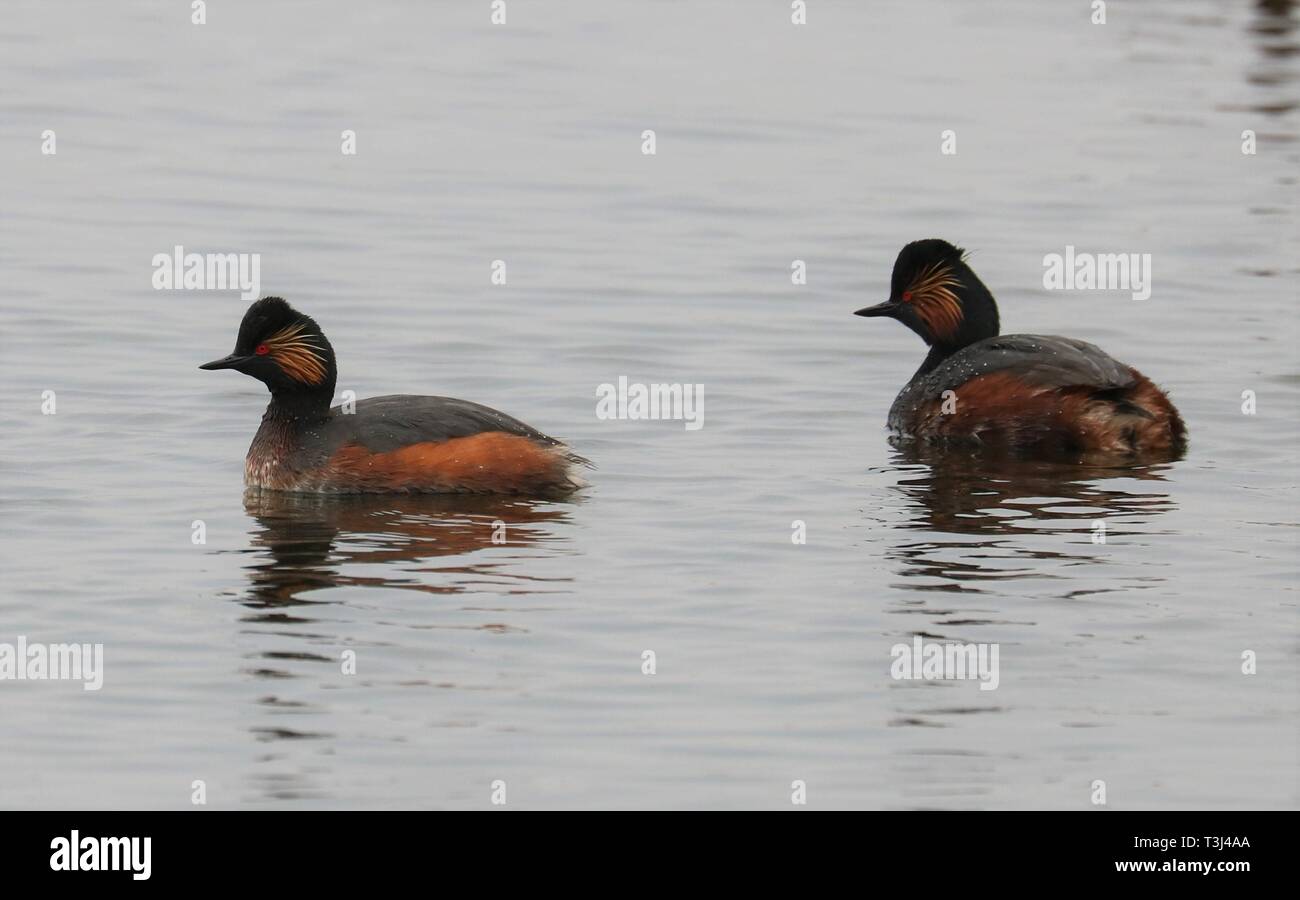 Nero a collo svasso, Swillington Ings, 7 Aprile 2019 Foto Stock