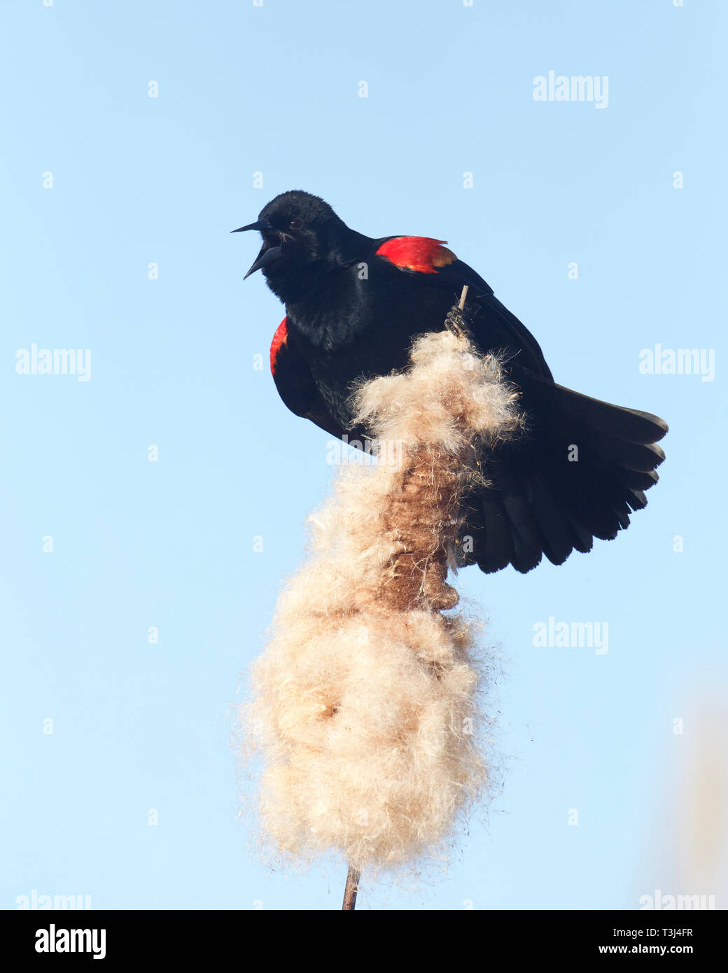 Rosso-winged Blackbird eseguendo il display di accoppiamento e la canzone su cattails in acquitrini habitat palustri Foto Stock