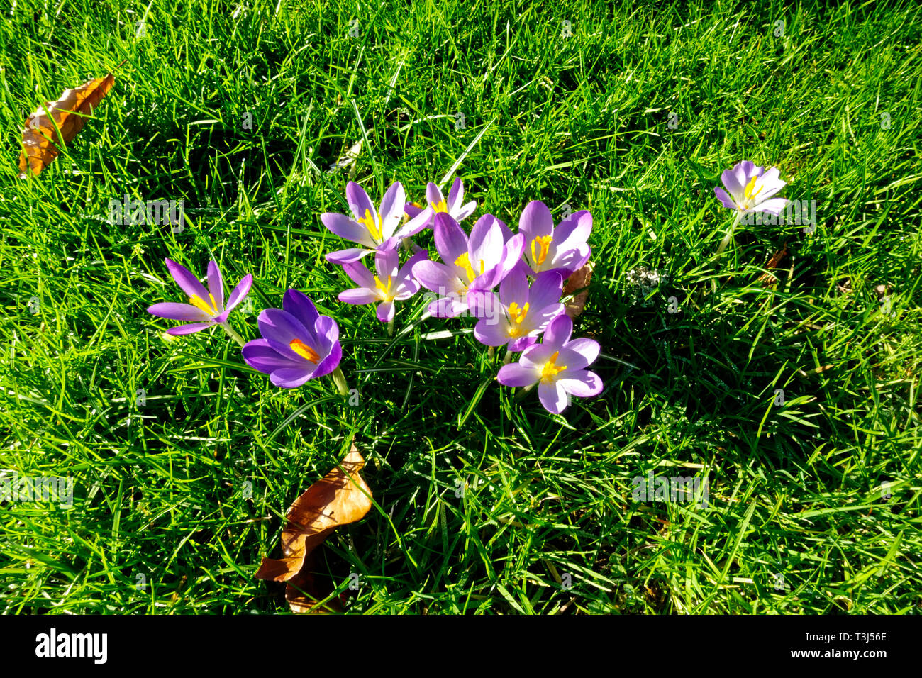 Crocus tommasinianus (inizio crocus) in fiore Foto Stock