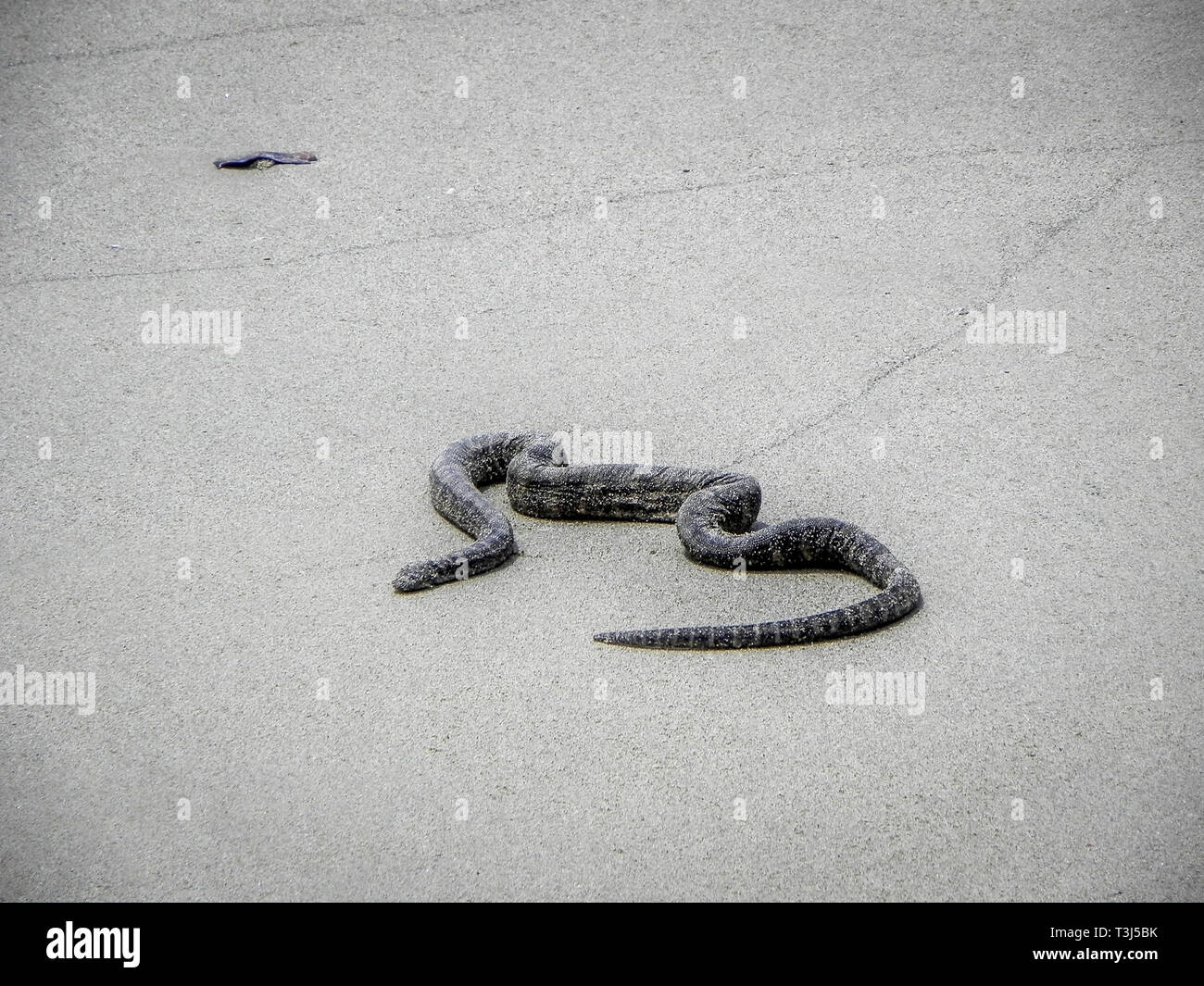 Il Serpente Nero sulla spiaggia in australia Foto Stock
