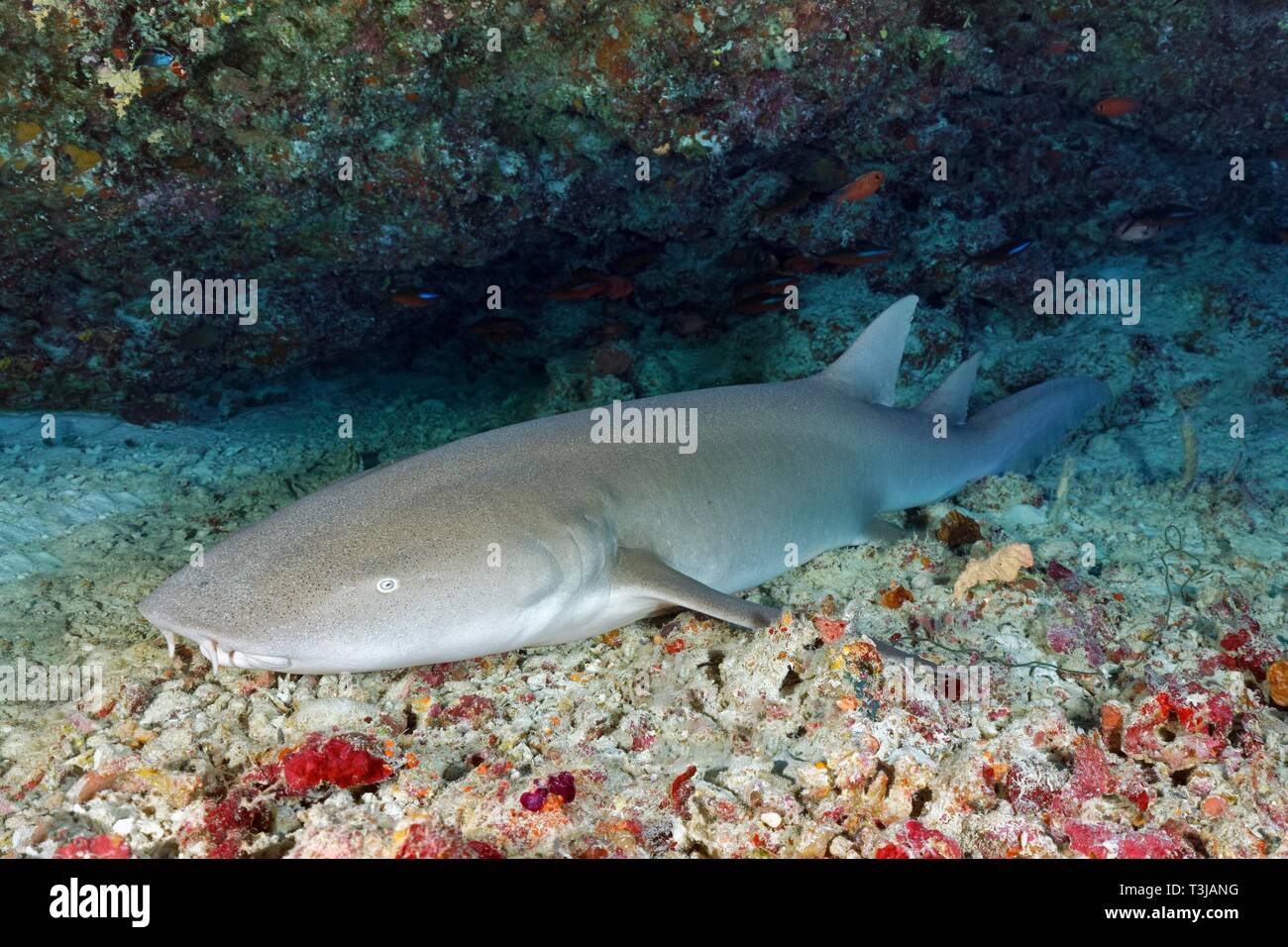 Bruno squalo nutrice (Nebrius ferrugineus) giace in Shelter, Oceano Indiano, Maldive Foto Stock