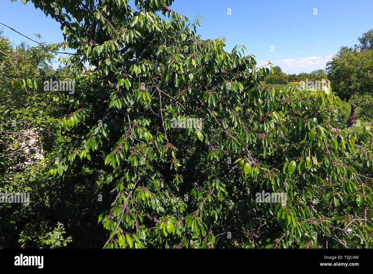 Rami di ciliegie con bacche mature. Mature ciliegio dolce su un albero. La maturazione delle bacche di ciliegio dolce. Foto Stock