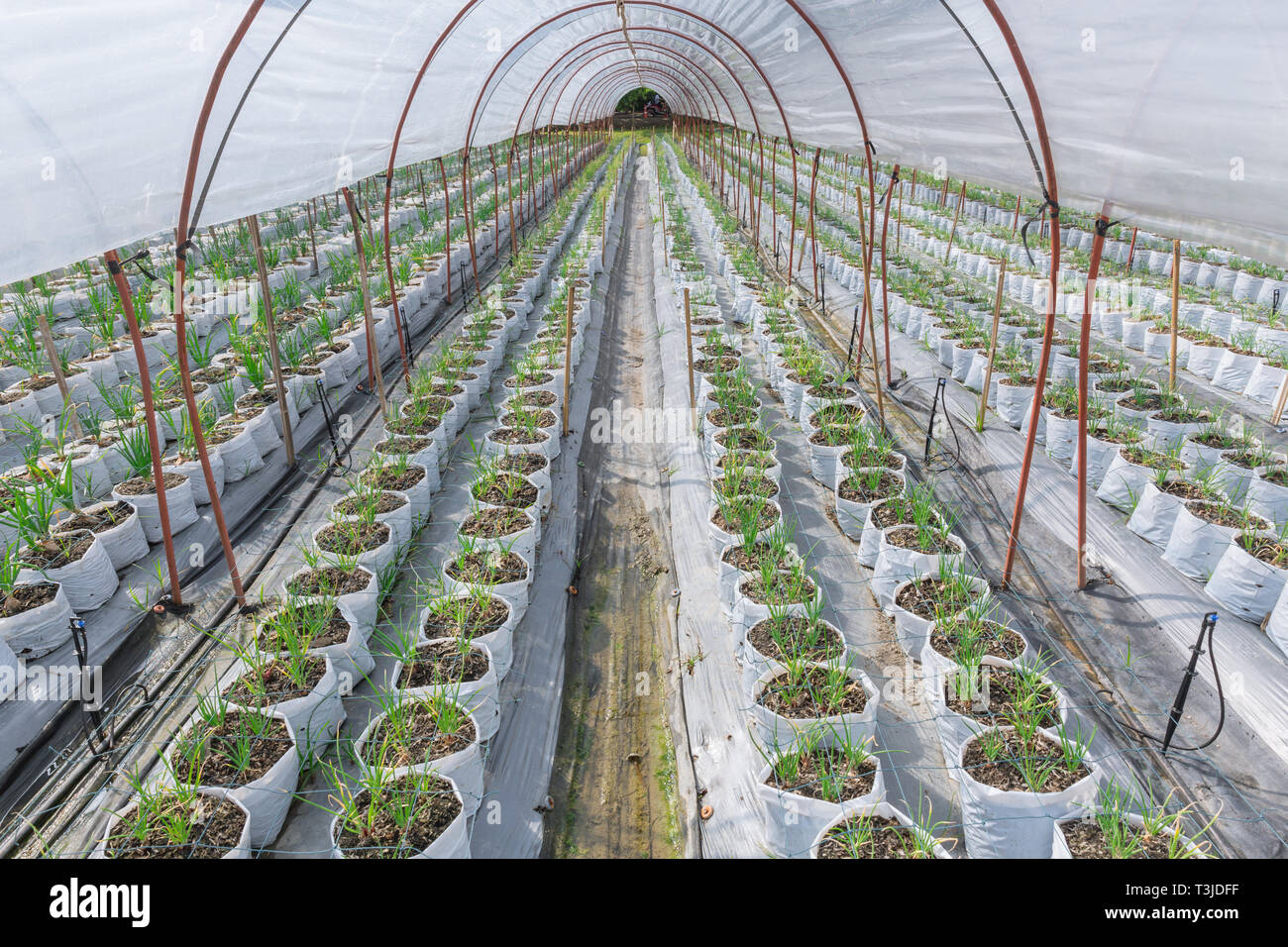 Serra vivaio baby pianta di aglio agricoltura biologica azienda agricola Foto Stock