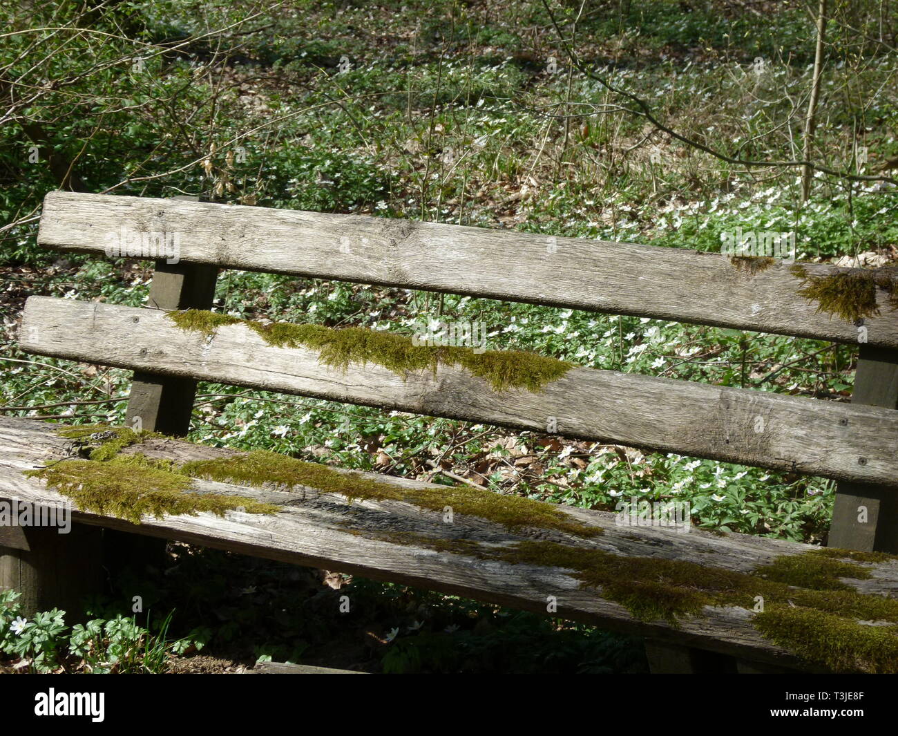 Vecchia panca in legno con moss-vegetazione Foto Stock